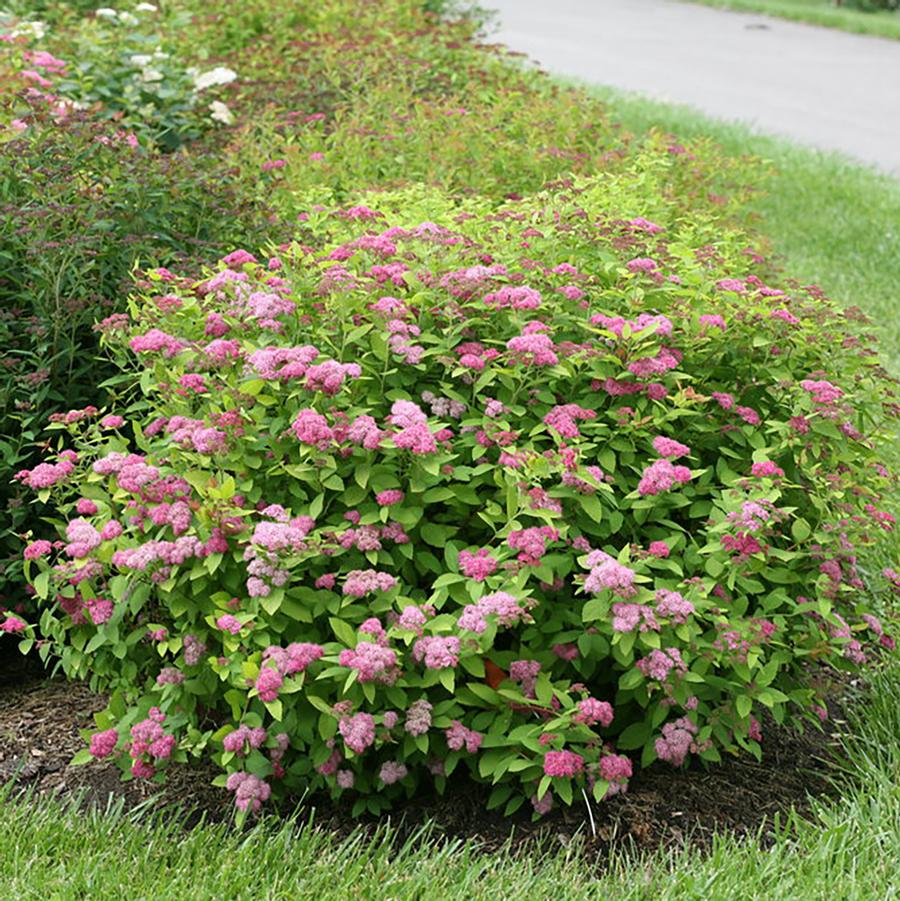 Spiraea Double Play Big Bang&reg;
