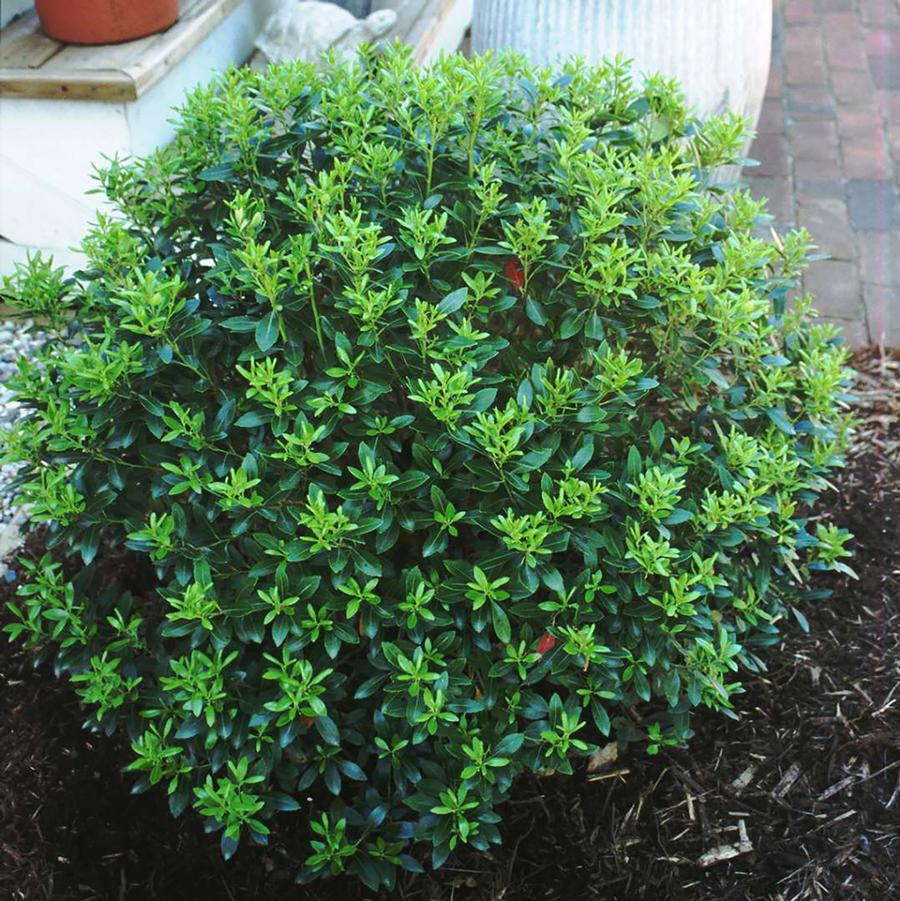 Ilex glabra Compacta