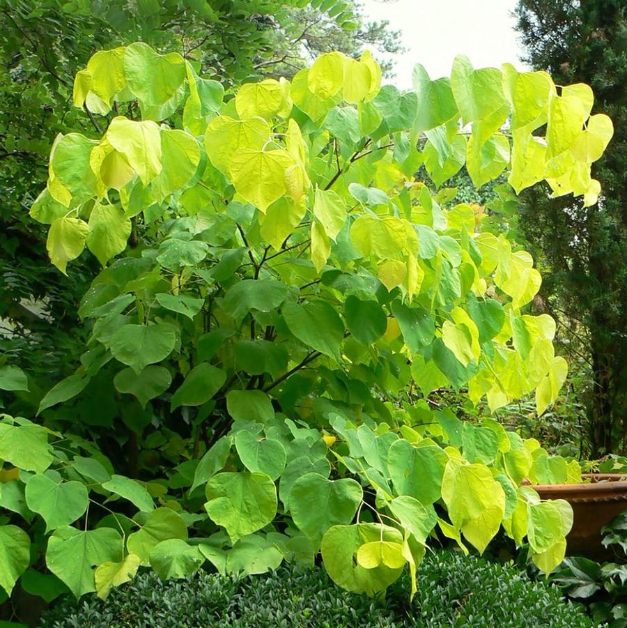Cercis canadensis Hearts of Gold