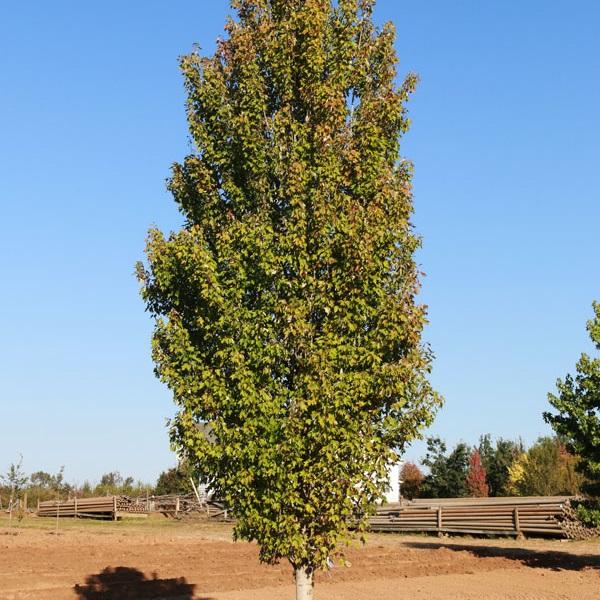 Acer rubrum Red Sentinel®