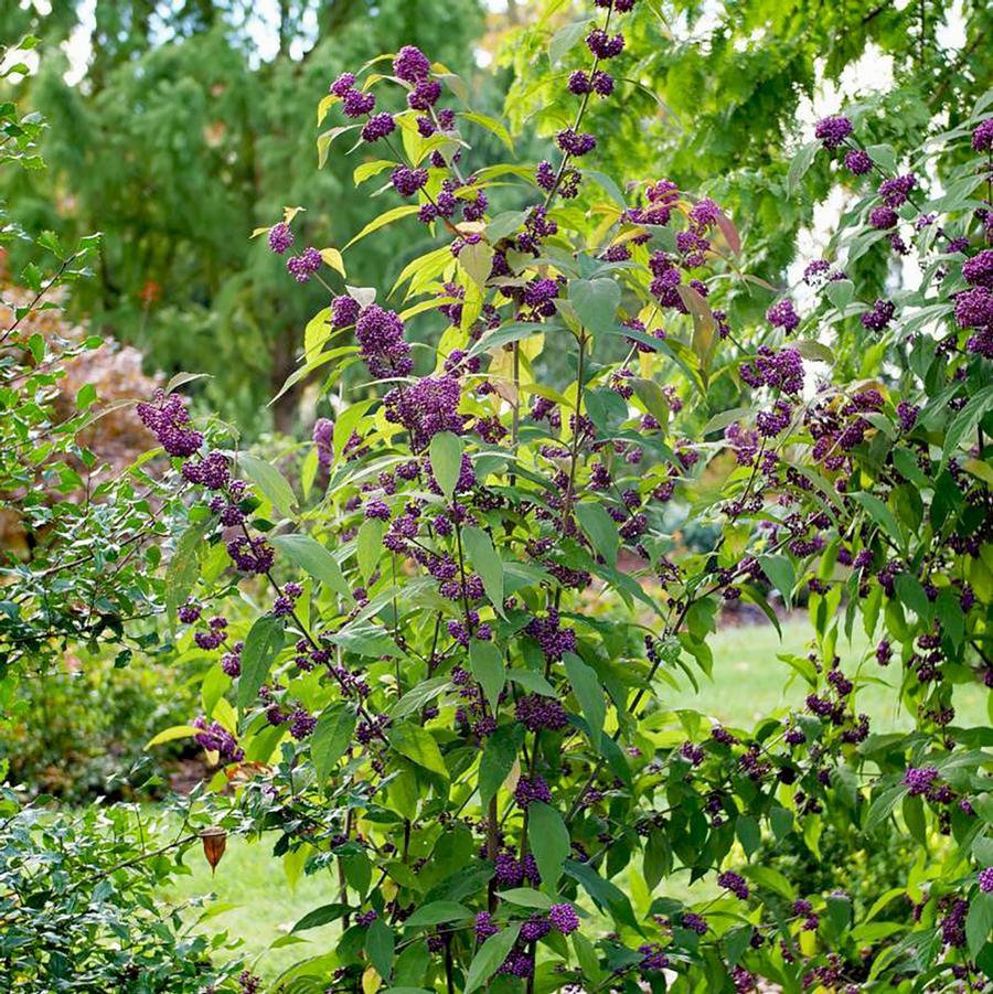Callicarpa Bubble Up&reg;