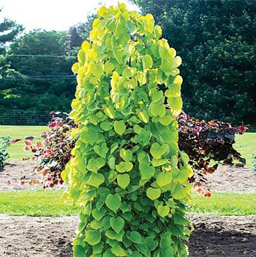 Cercis canadensis Golden Falls&reg;