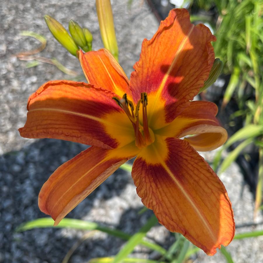 Hemerocallis fulva 