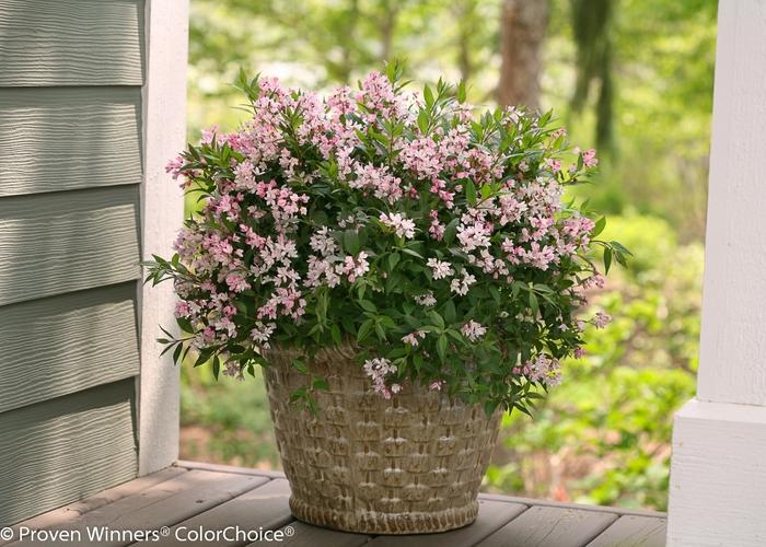 Deutzia Yuki Cherry Blossom®