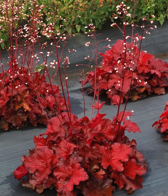 Heuchera Forever® Red