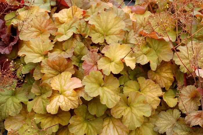 Heuchera Northern Exposure™ Amber