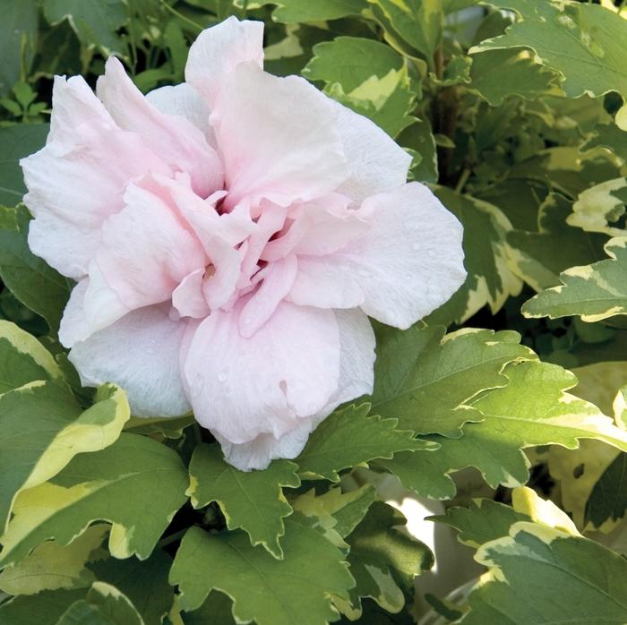 Hibiscus syriacus Sugar Tip® - Standard