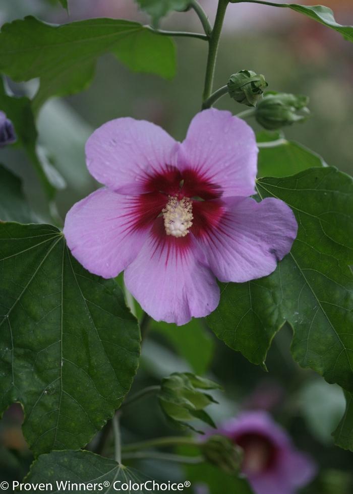 Hibiscus Full Blast®-Standard