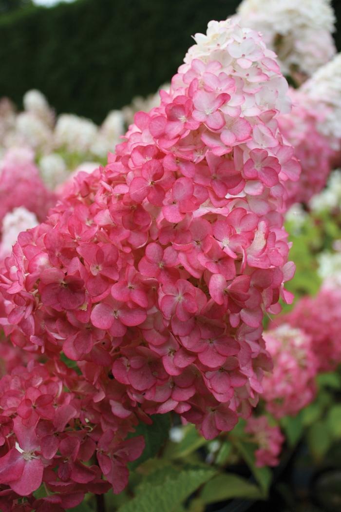 Hydrangea paniculata Vanilla Strawberry