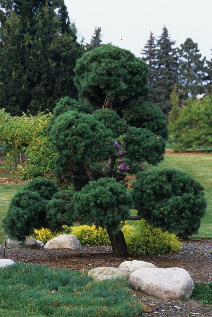 Pinus sylvestris-Topiary 