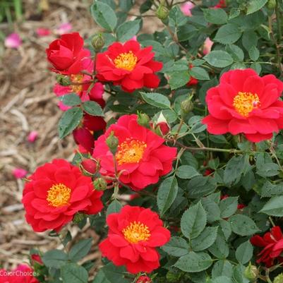 Rosa Oso Easy&reg; Urban Legend&reg;