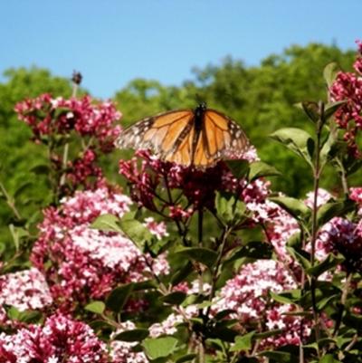 Syringa Bailbelle Tinkerbelle - Standard