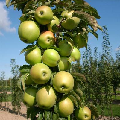 Malus pumila Golden Sentinel&reg;