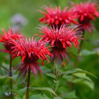 Monarda didyma Panorama Red
