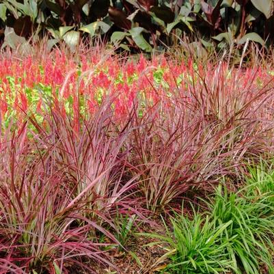Pennisetum setaceum Fireworks