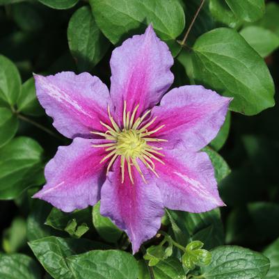 Clematis Piilu