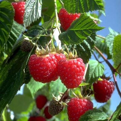 Rubus idaeus Heritage