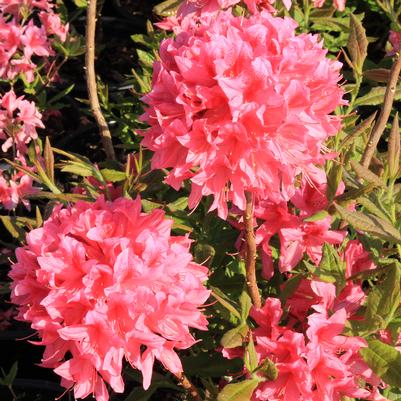 Rhododendron Northern Lights hybrid Rosy Lights
