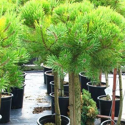 Pinus mugo Wintergold-Standard