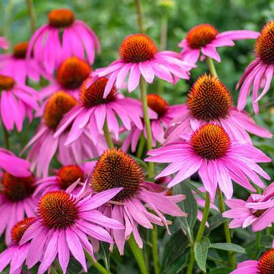 Echinacea purpurea 