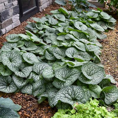 Brunnera macrophylla Jack of Diamonds
