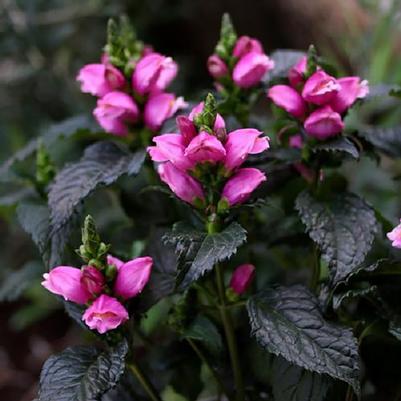 Chelone obliqua Tiny Tortuga