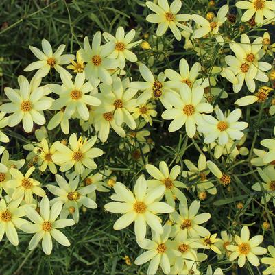 Coreopsis verticillata Moonbeam
