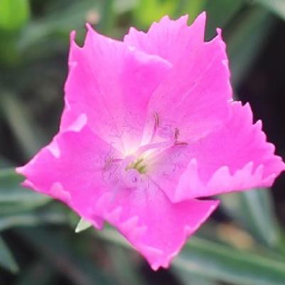 Dianthus Beauties® Kahori®