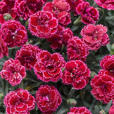 Dianthus Fruit Punch® Black Cherry Frost