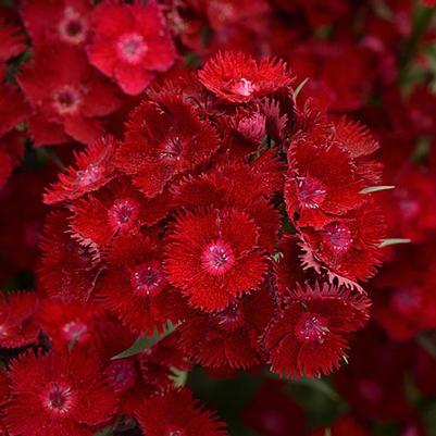 Dianthus x barbatus interspecific Rockin'™ Rockin'™ Red