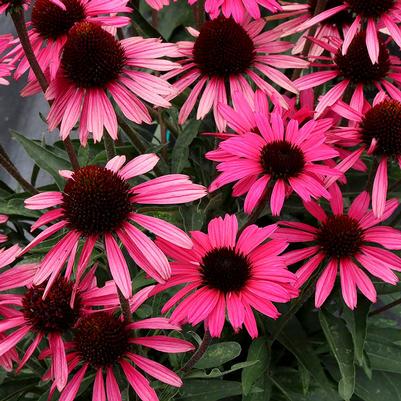 Echinacea Dark Shadows™ Wicked