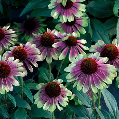 Echinacea hybrida Sweet Sandia
