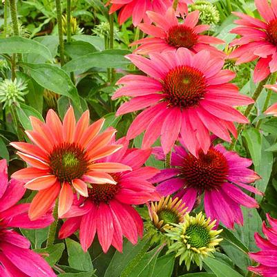 Echinacea Sombrero® Tres Amigos