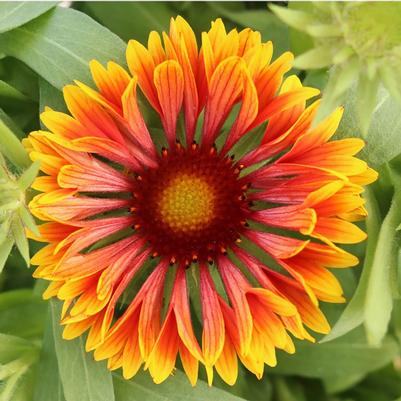 Gaillardia aristata SpinTop™ Copper Sun