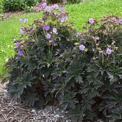 Geranium pratense Boom Chocolatta