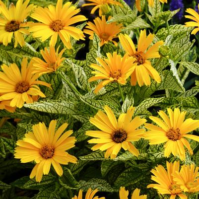 Heliopsis helianthoides Sunstruck