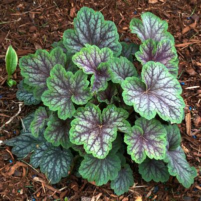 Heuchera Green Spice