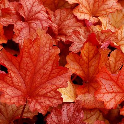 Heuchera Paprika