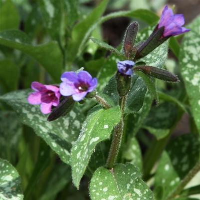 Pulmonaria Majeste