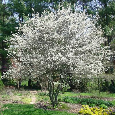 Amelanchier canadensis-Clump 