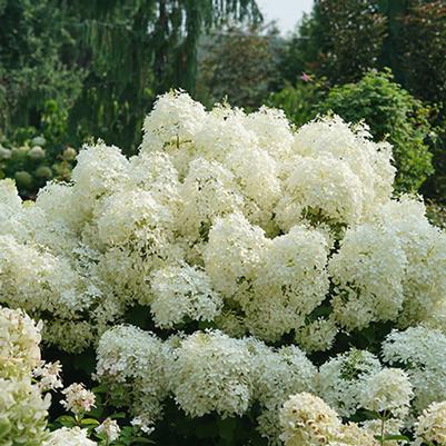 Hydrangea paniculata Puffer Fish&reg;