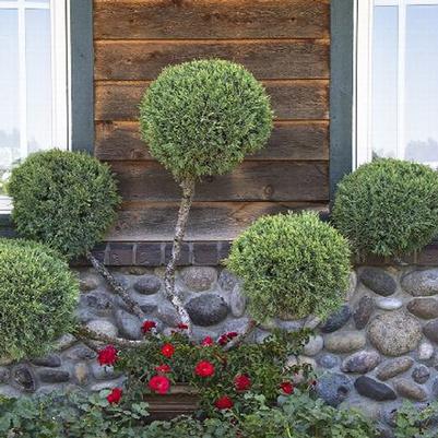 Juniperus chinensis Hetzii Glauca Topiary