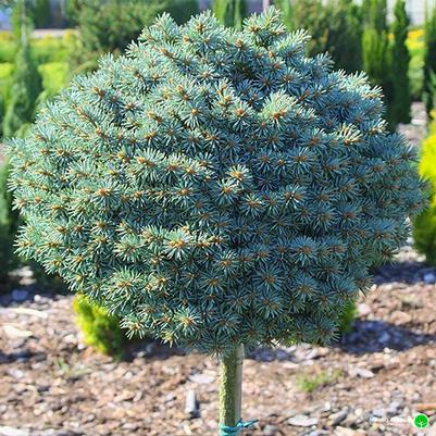 Picea pungens Blue Pearl-Standard