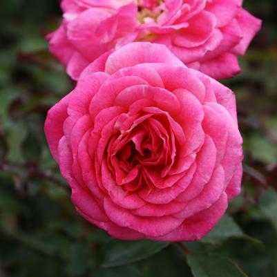 Rosa Sweet Drift®