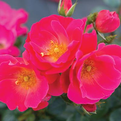Rosa Brick House® Pink