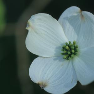 Cornus florida Rainbow®