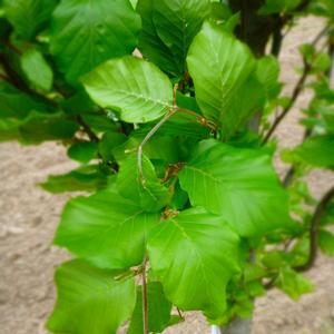 Fagus sylvatica Dawyck Green