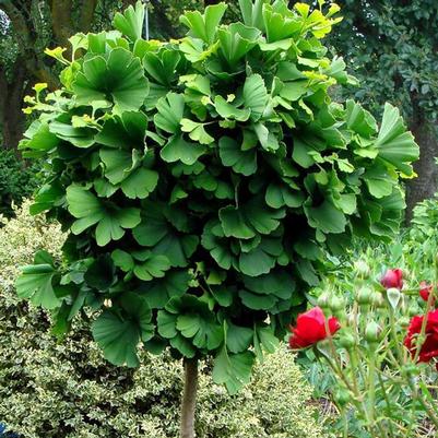 Ginkgo biloba Mariken-Standard