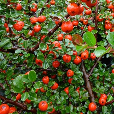 Cotoneaster apiculatus - Standard 
