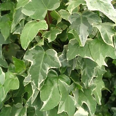 Hedera helix Glacier
